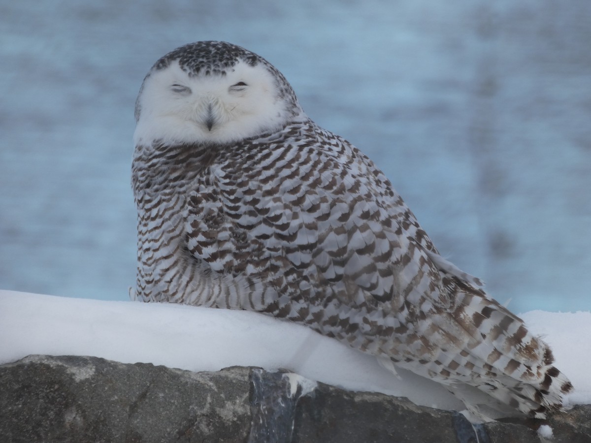 Snowy Owl - ML515806941