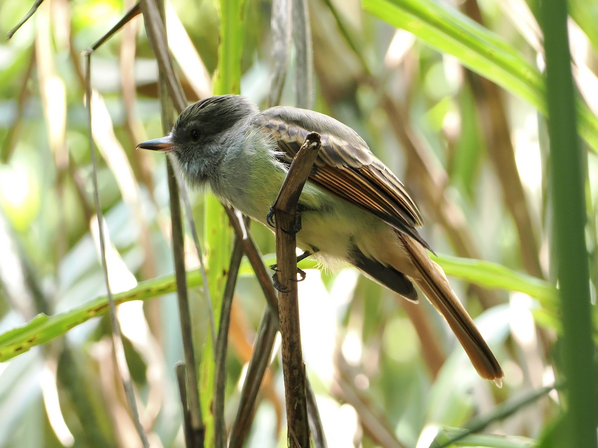 Rufous-tailed Flycatcher - ML515807471
