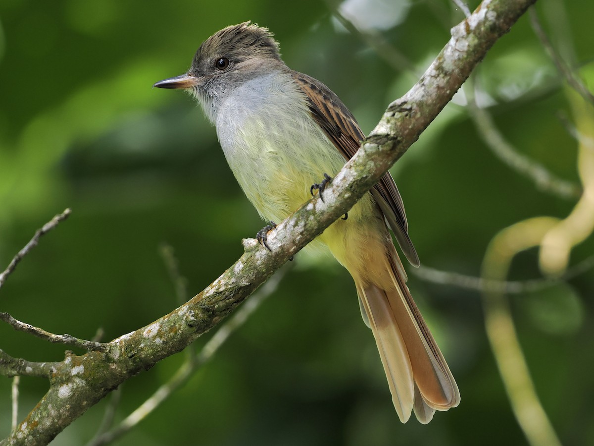Rufous-tailed Flycatcher - ML515807481