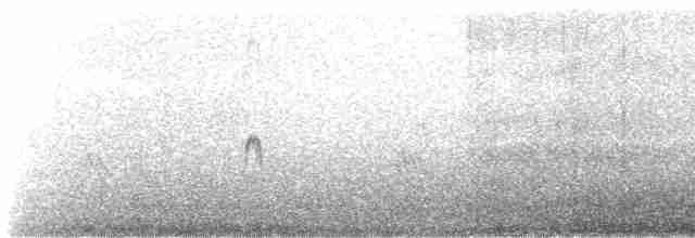 Snowy Plover - ML515808771