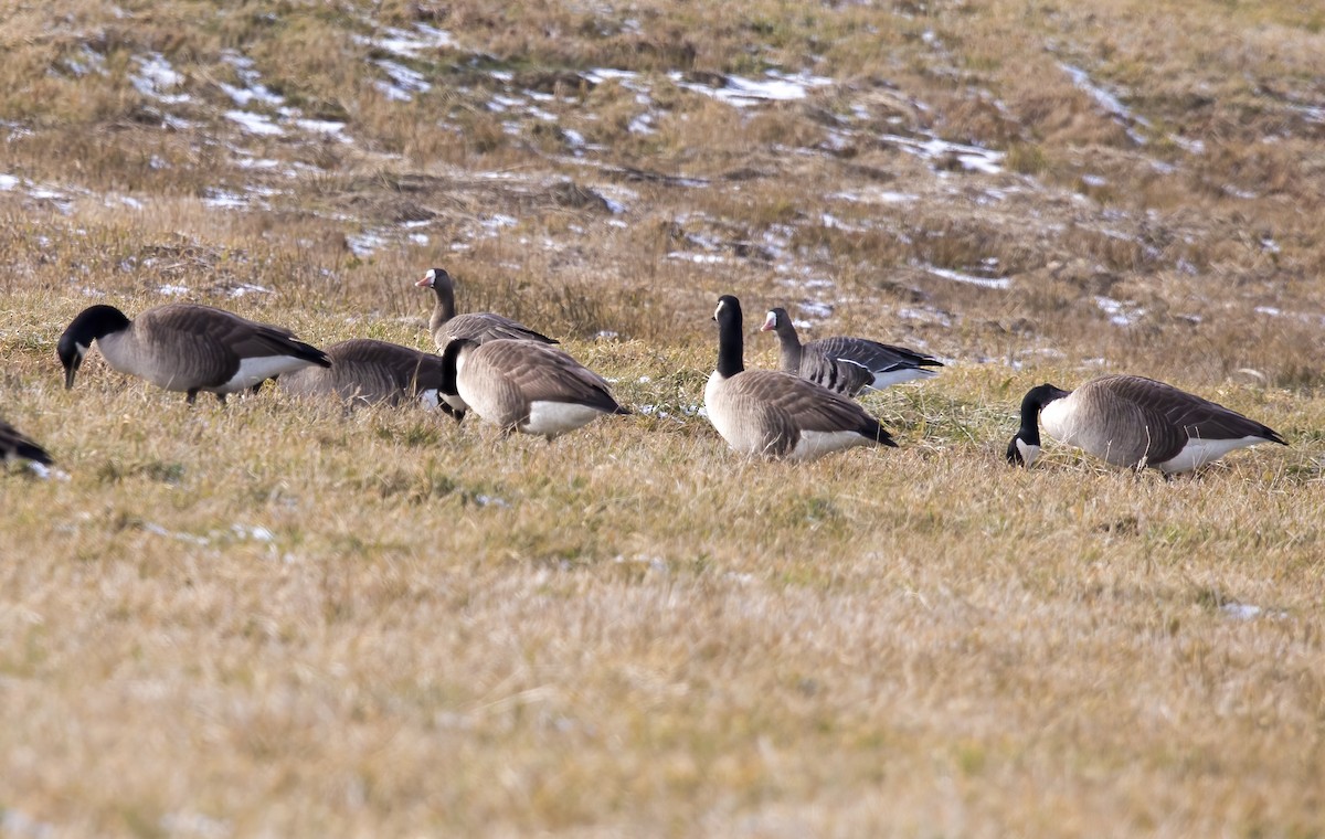 Greater White-fronted Goose - ML515809331