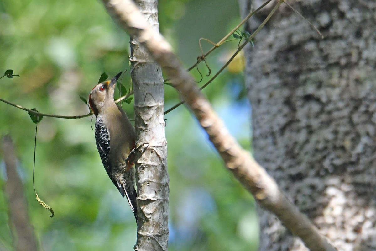 Yucatan Woodpecker - ML515815301