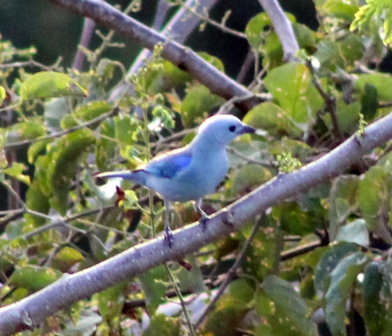 Blue-gray Tanager - ML51581571