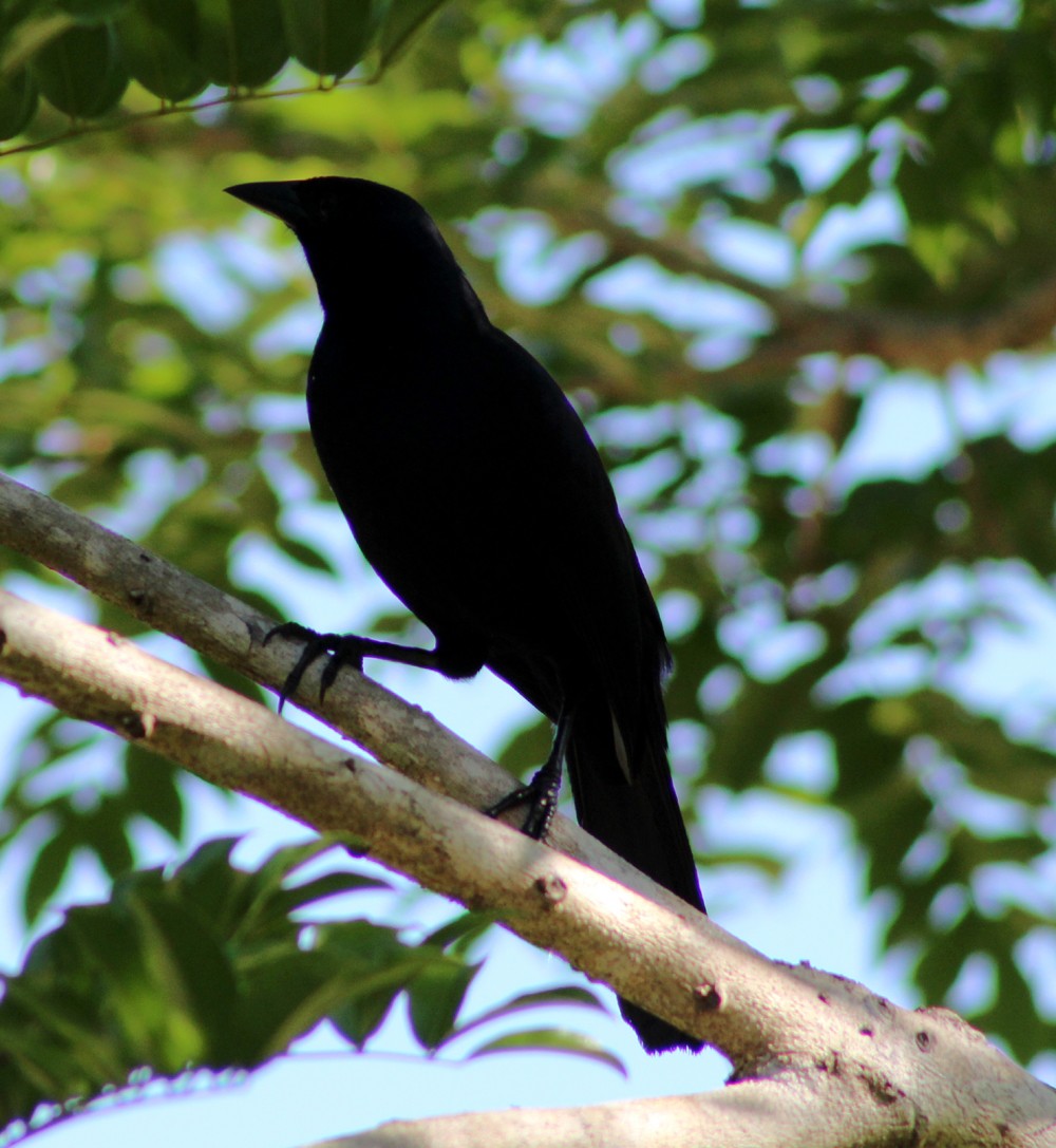 Melodious Blackbird - ML51581731