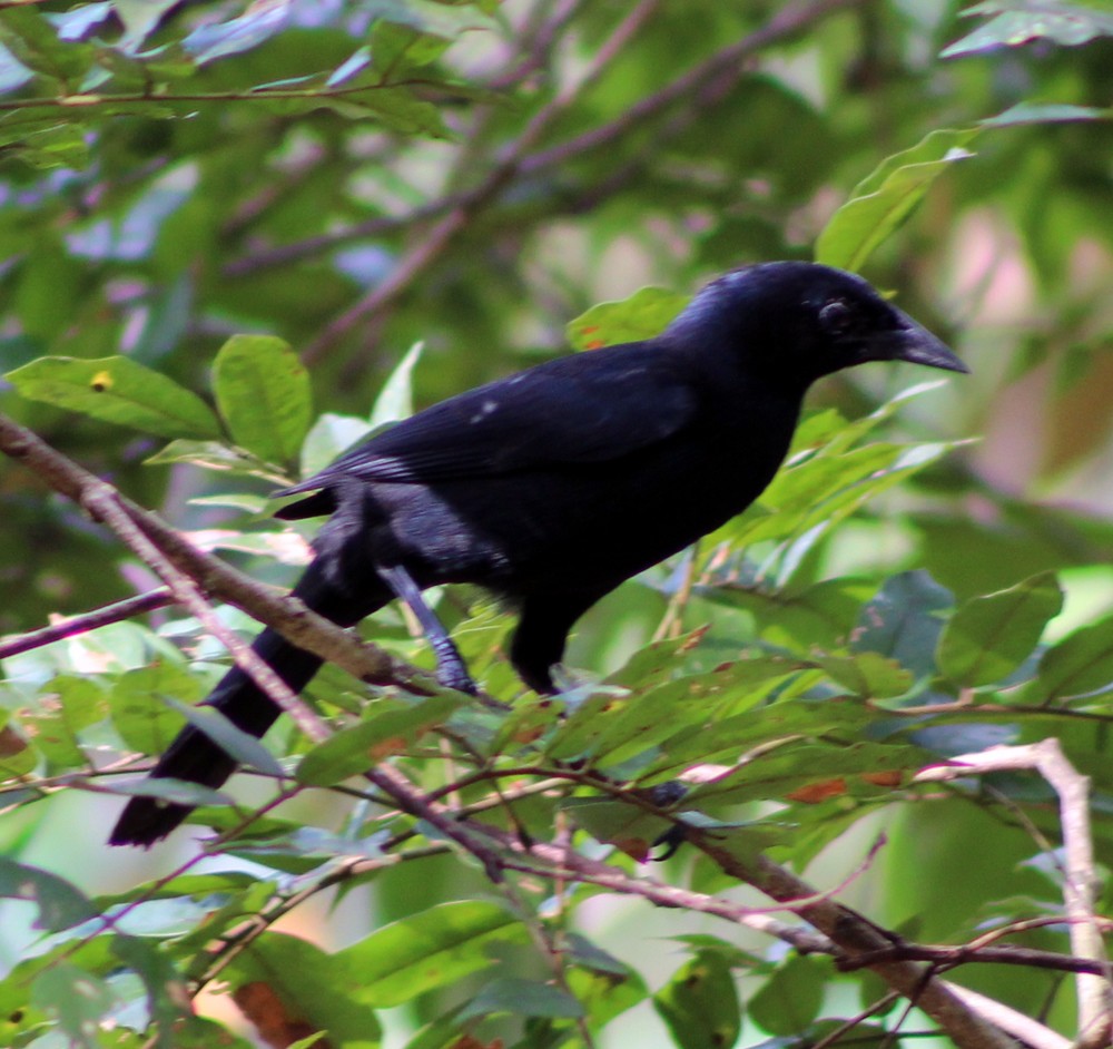 Melodious Blackbird - ML51581781