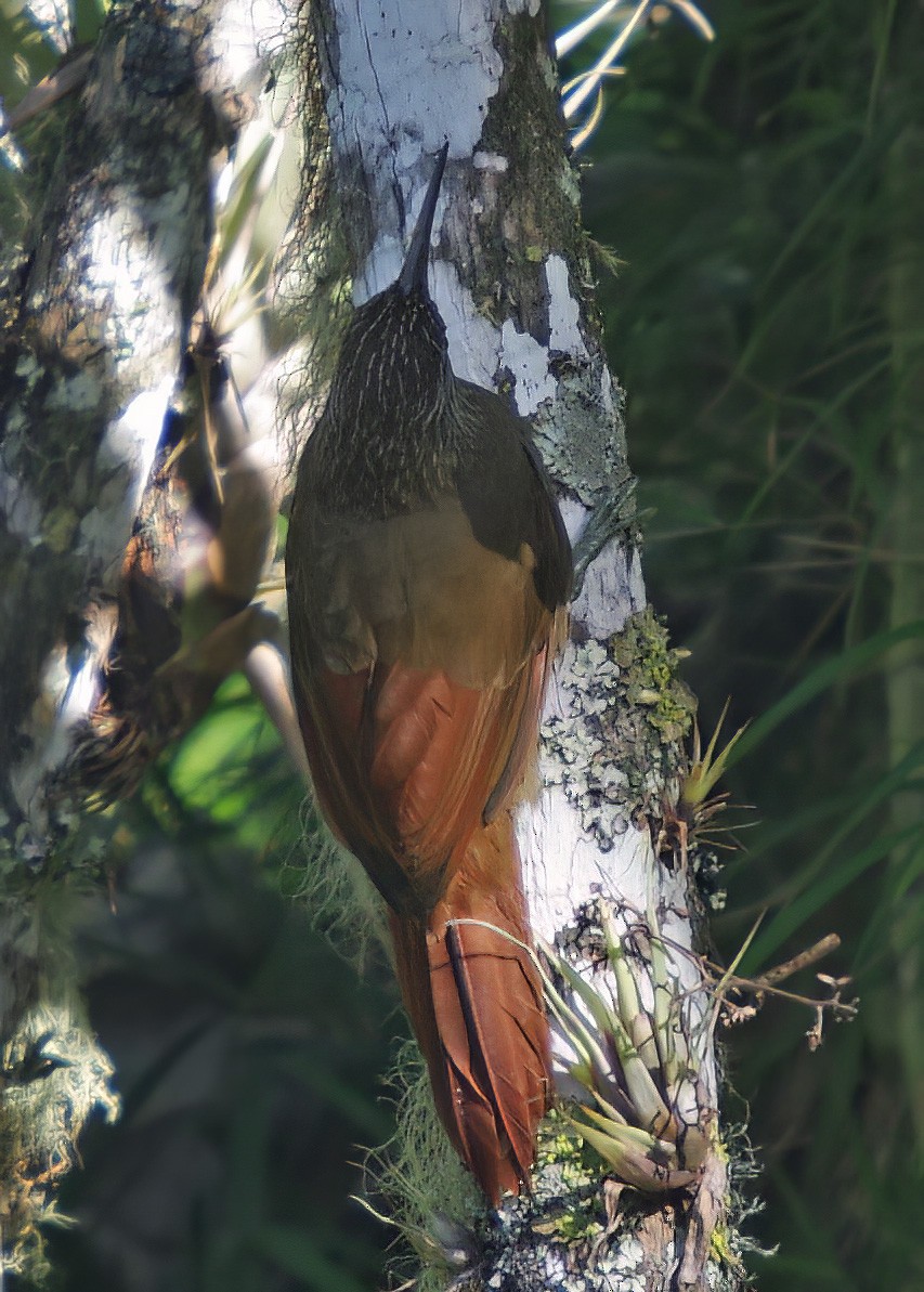 Cocoa Woodcreeper (Lawrence's) - Dave Curtis