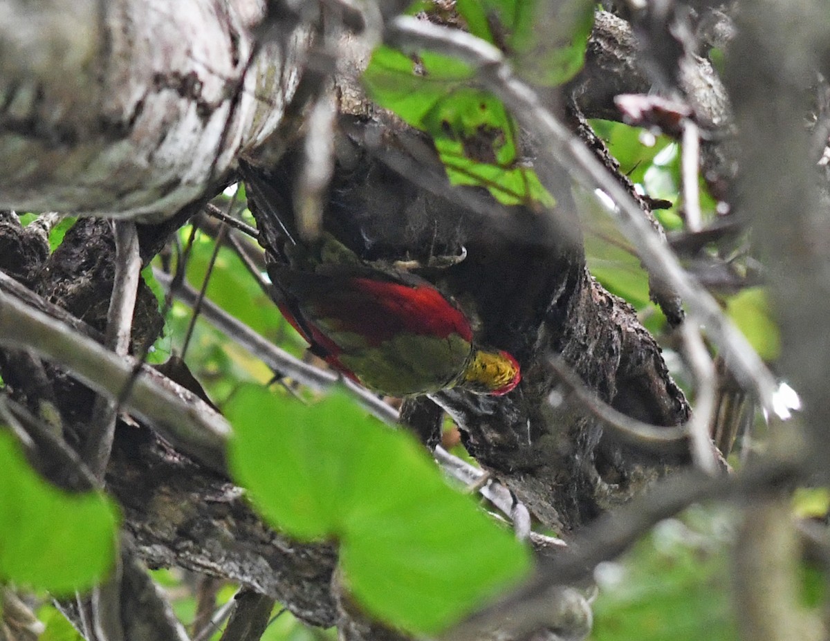 Crimson-winged Woodpecker - ML515824291