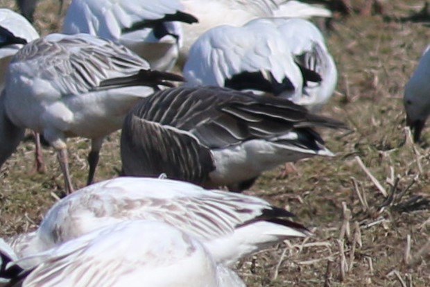 Pink-footed Goose - Dick Plambeck