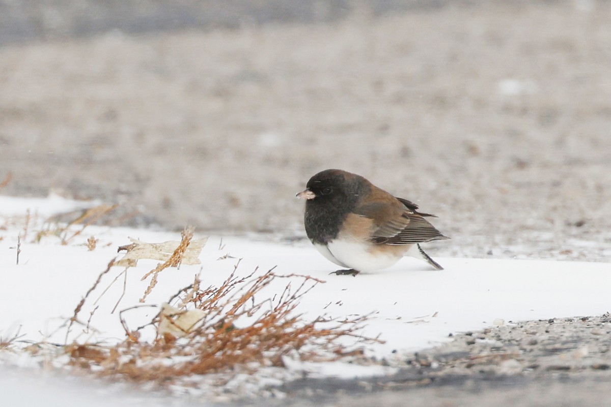 Dark-eyed Junco (Oregon) - ML515828041