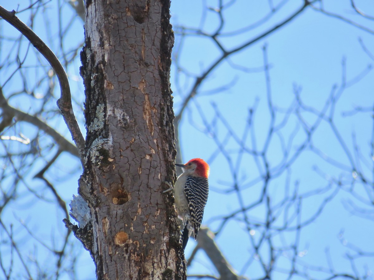 Red-bellied Woodpecker - ML51582941