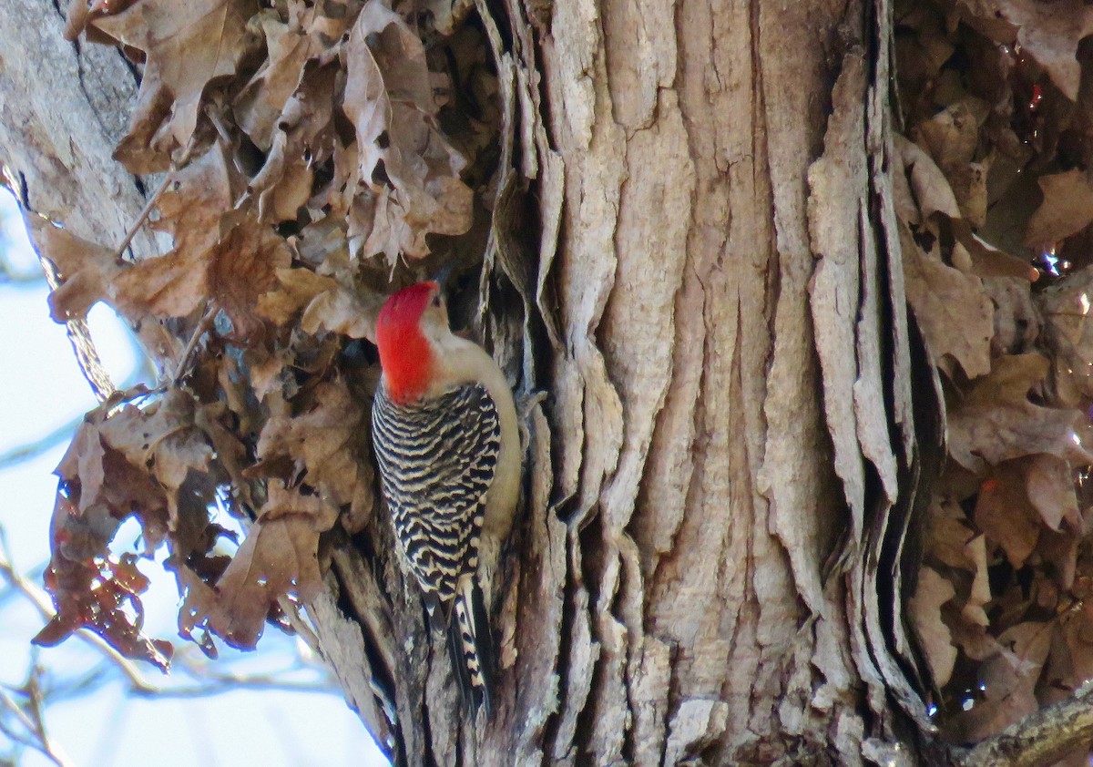 Red-bellied Woodpecker - ML51583051