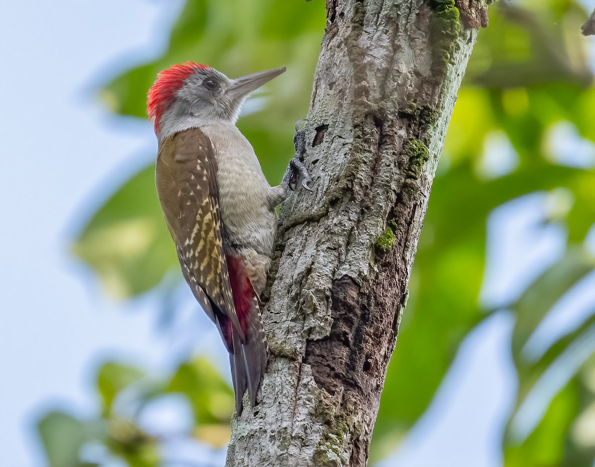 African Gray Woodpecker - ML515831201