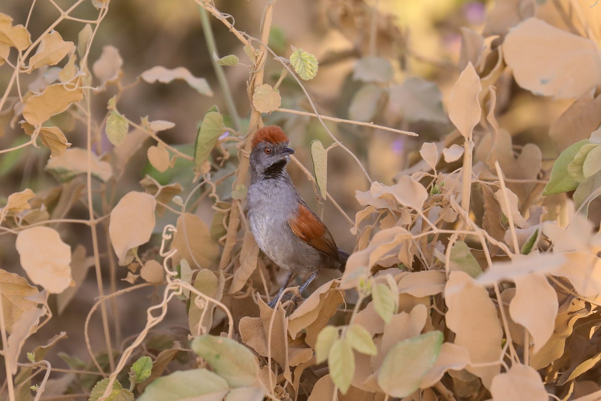 Cinereous-breasted Spinetail - ML515832651