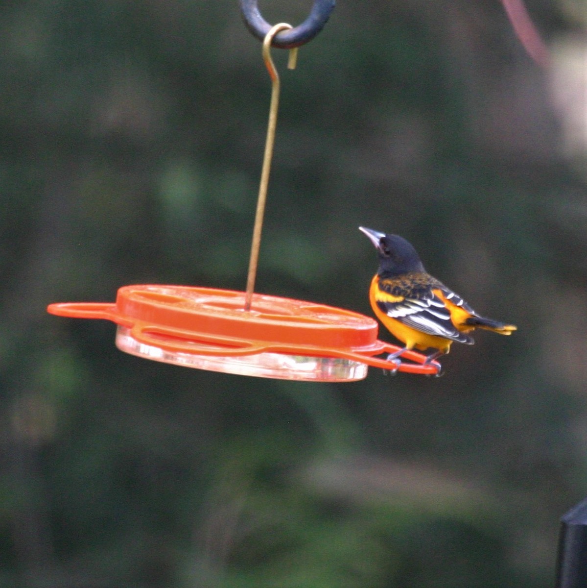 Baltimore Oriole - Connie Fairchild