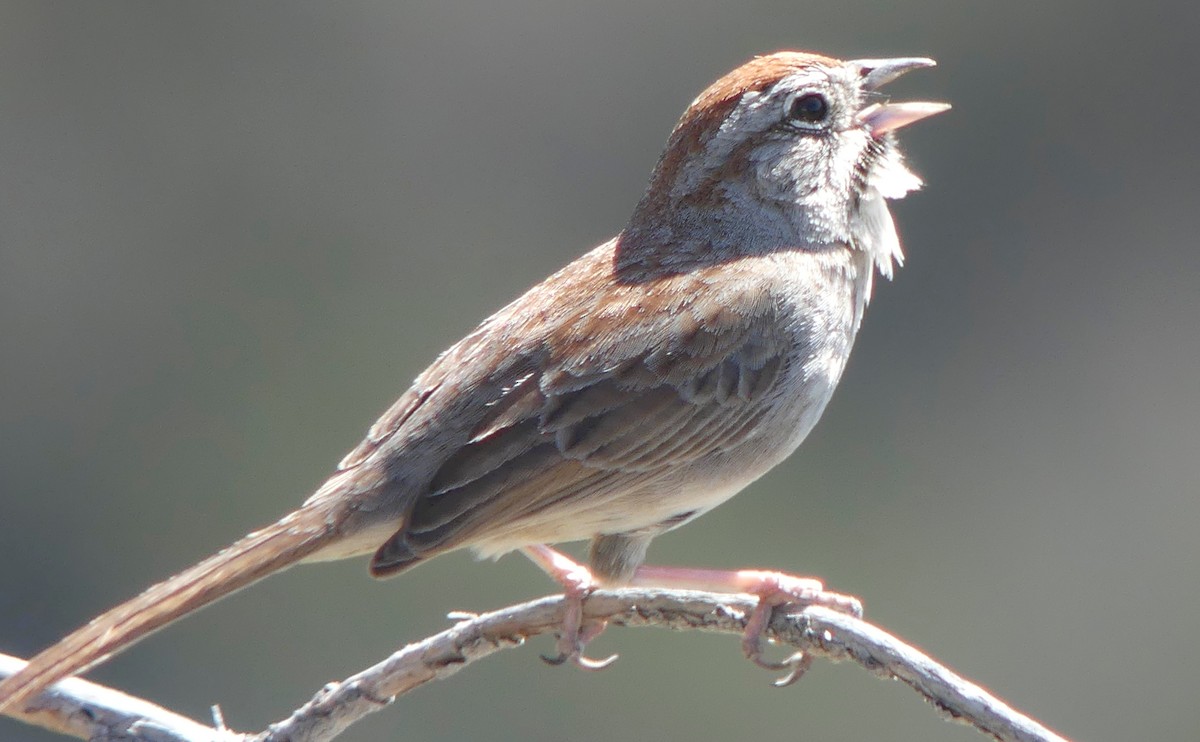 Rufous-crowned Sparrow - ML51583471