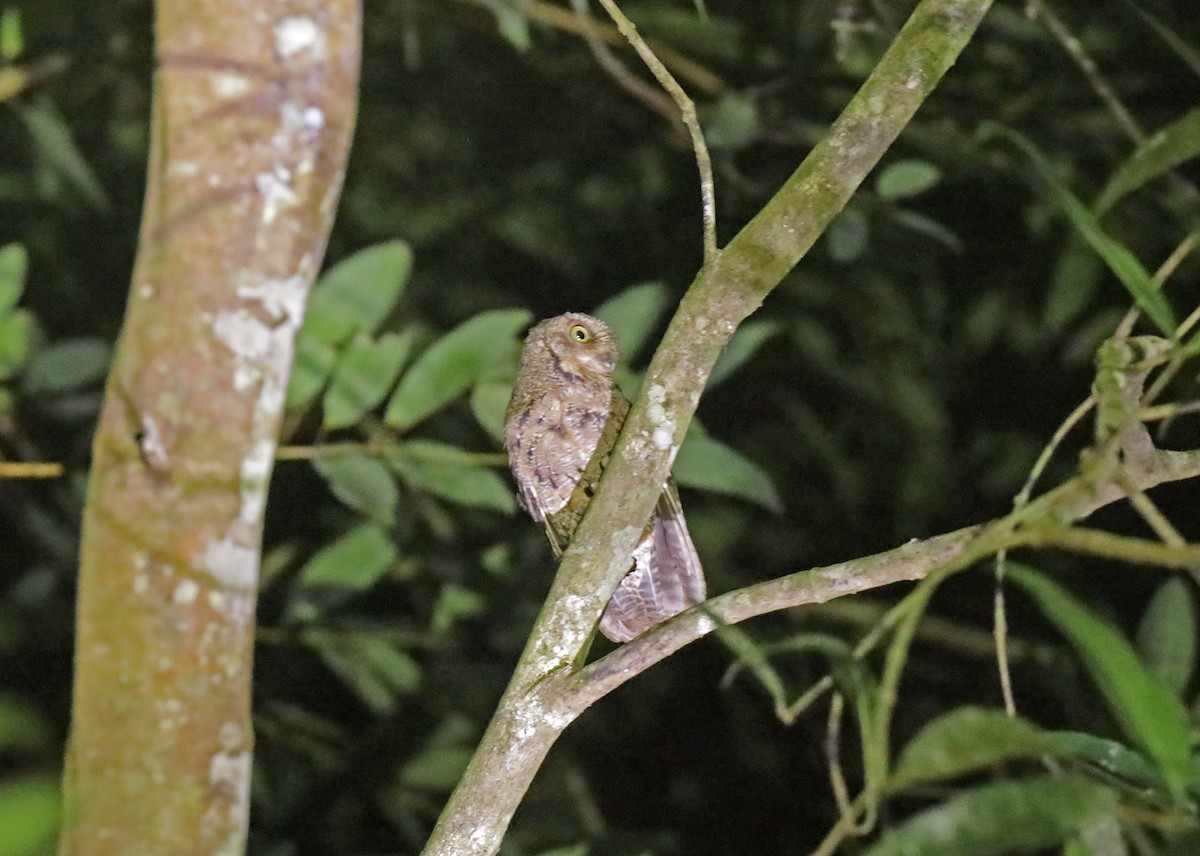 Seychelles Scops-Owl - Slawek Rubacha