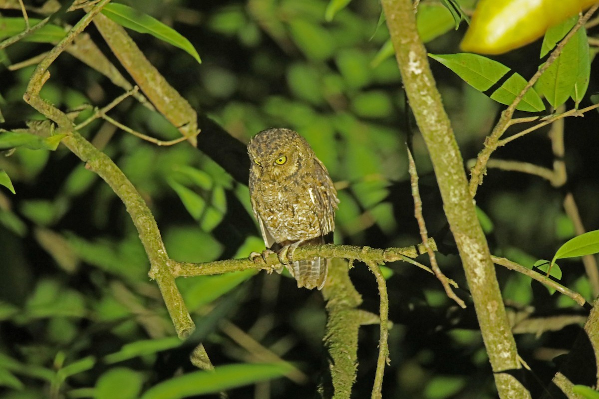 Seychelles Scops-Owl - ML515838651