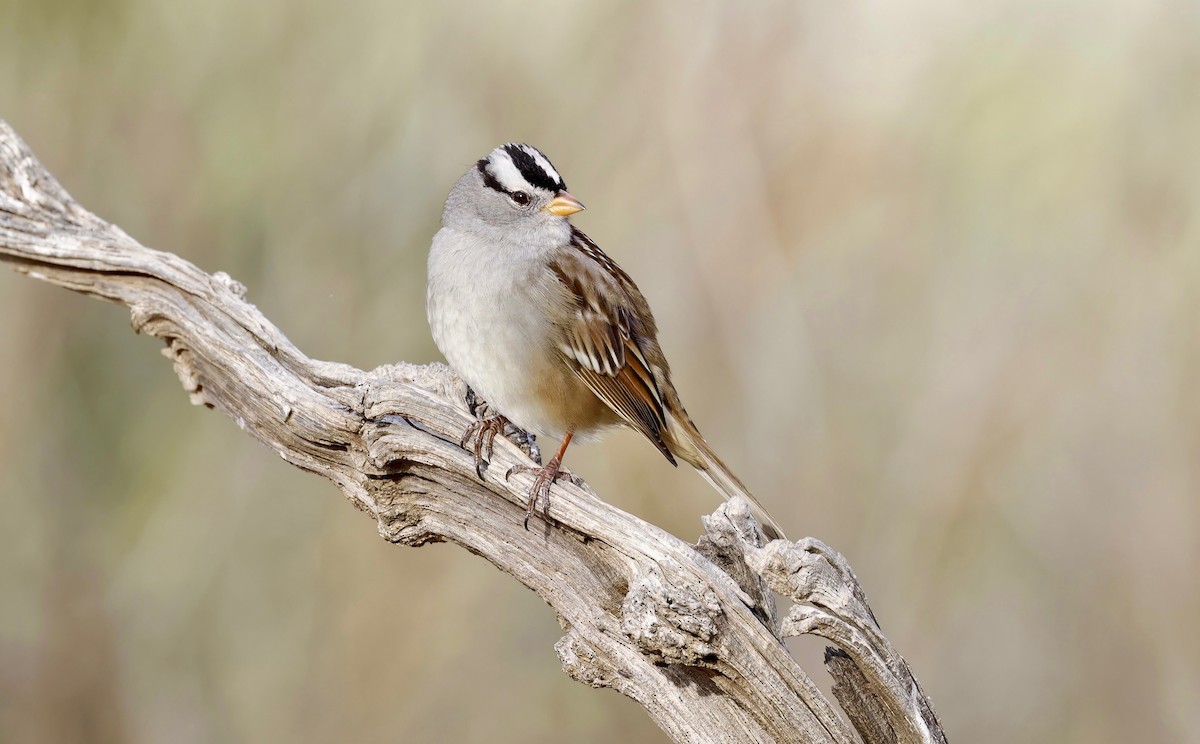 White-crowned Sparrow - ML515849621