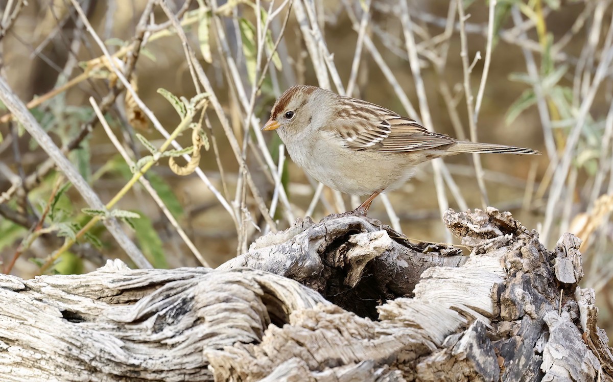White-crowned Sparrow - ML515849631