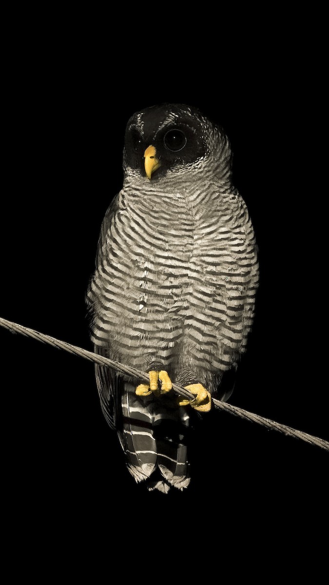 Black-and-white Owl - Austin Langdon