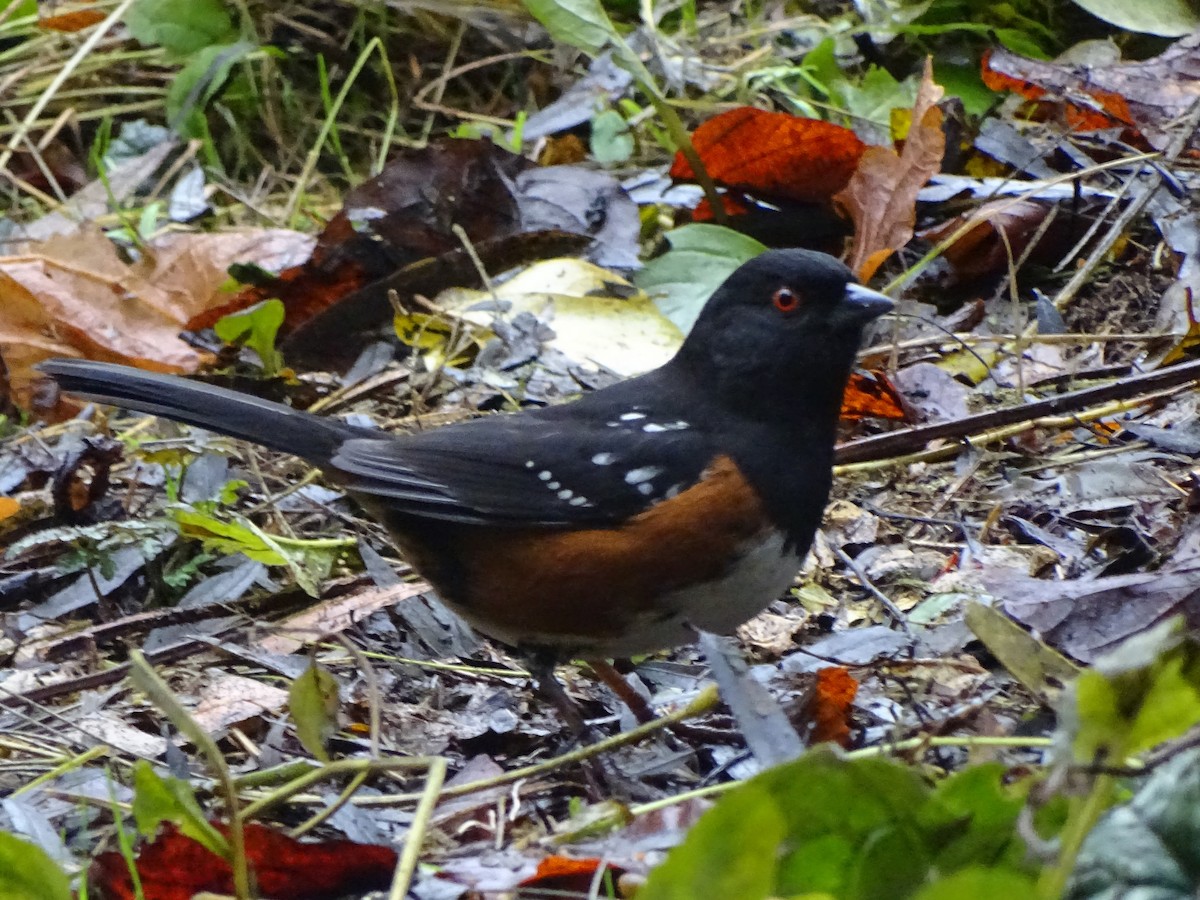 Spotted Towhee - ML515853651