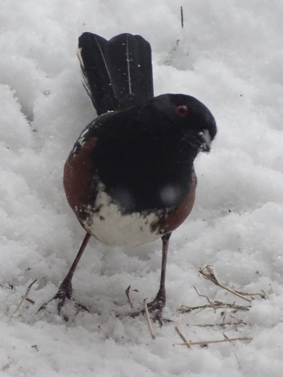 Spotted Towhee - Cathi Bower