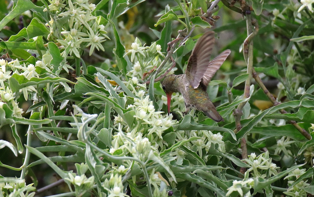 Gilded Hummingbird - ML515857671