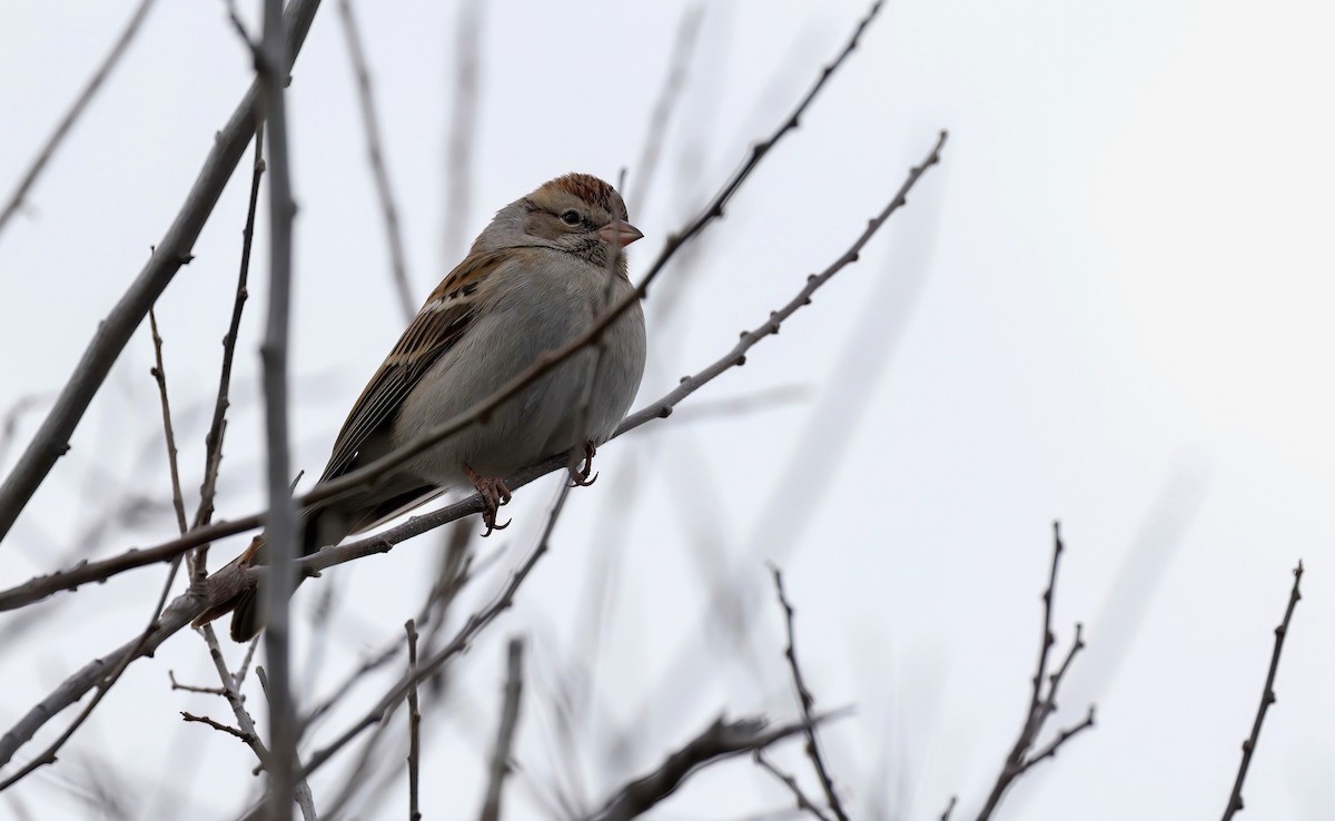 Chipping Sparrow - ML515858771