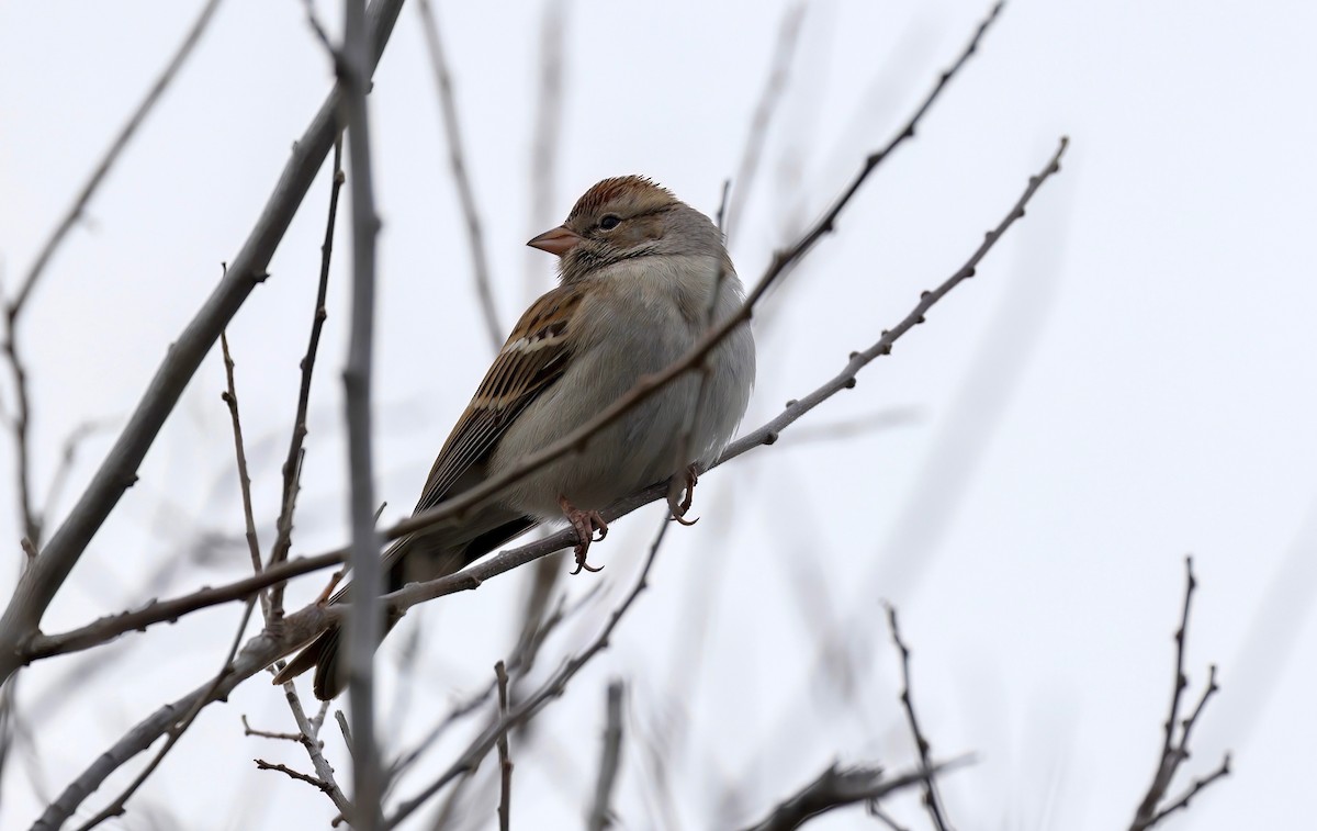 Chipping Sparrow - ML515858781