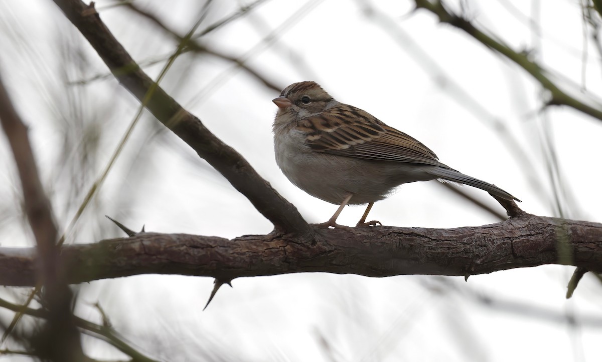 Chipping Sparrow - ML515858791