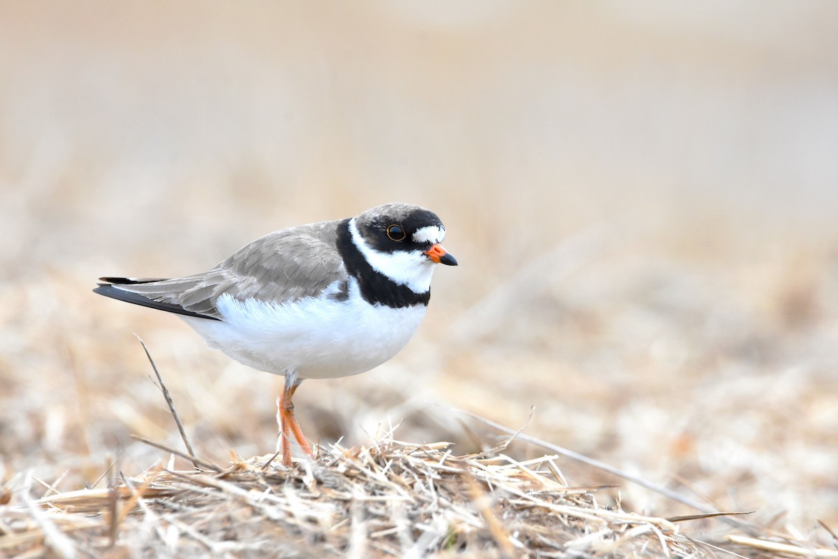 Semipalmated Plover - ML515860531