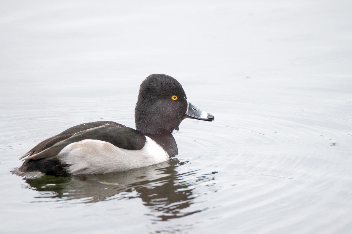 Ring-necked Duck - ML515861521