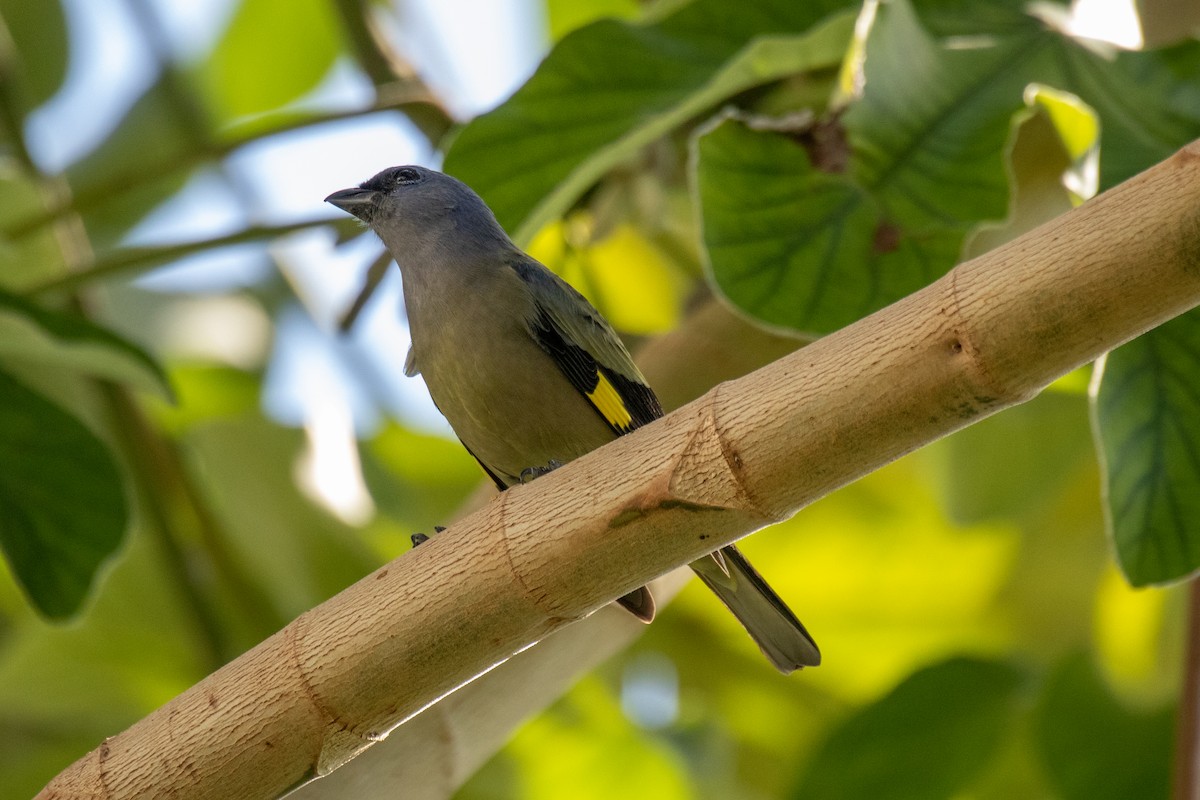 Yellow-winged Tanager - ML515864911