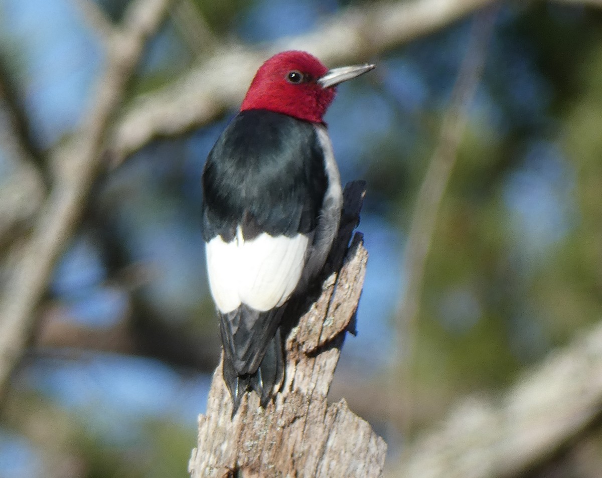 Red-headed Woodpecker - ML515866061
