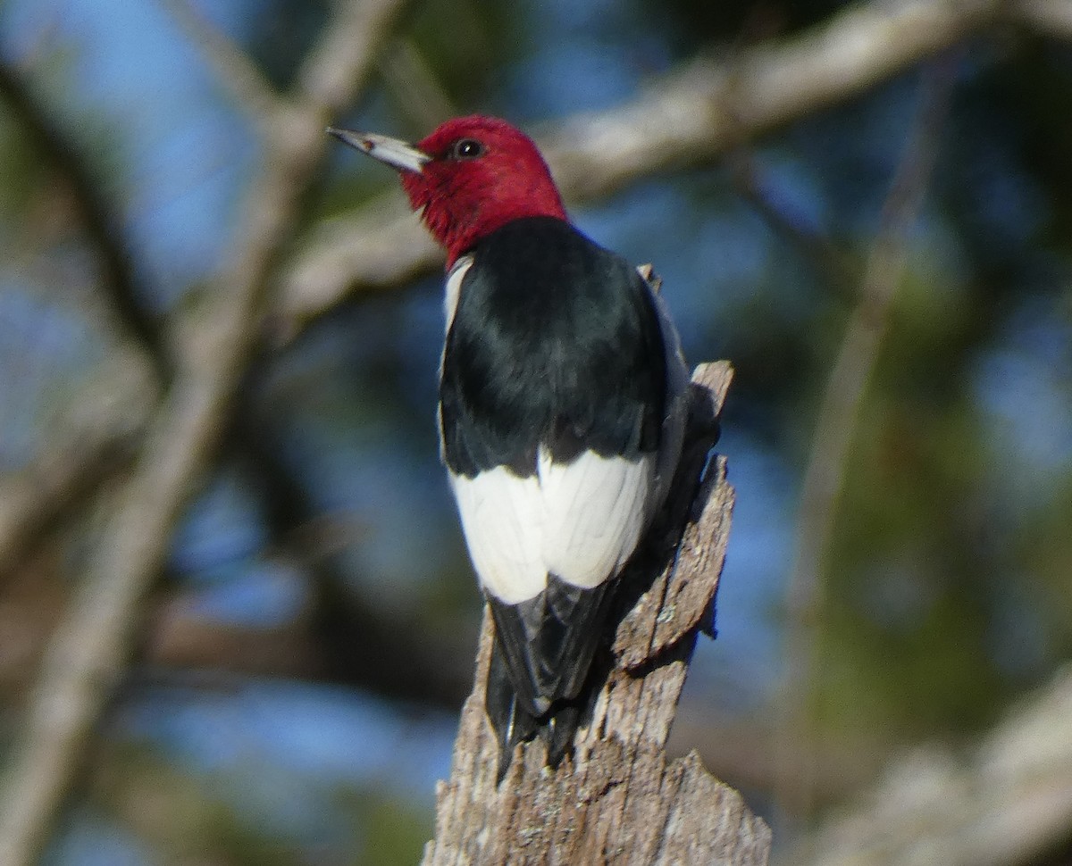 Red-headed Woodpecker - ML515866071