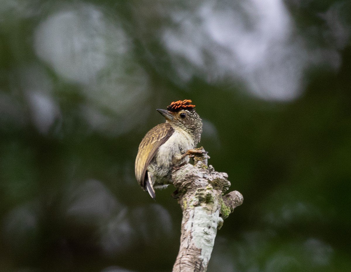 Plain-breasted Piculet - ML515870571
