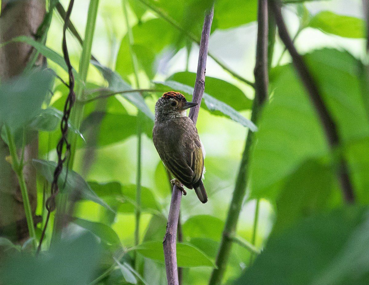 Plain-breasted Piculet - Silvia Faustino Linhares