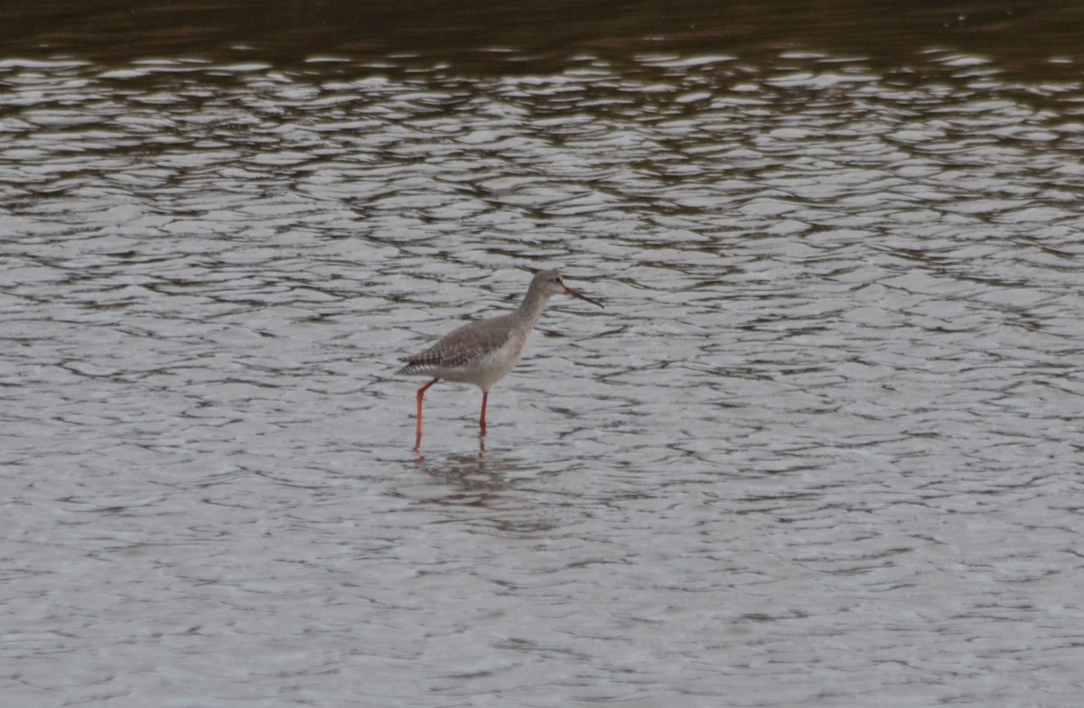 Spotted Redshank - ML515875691