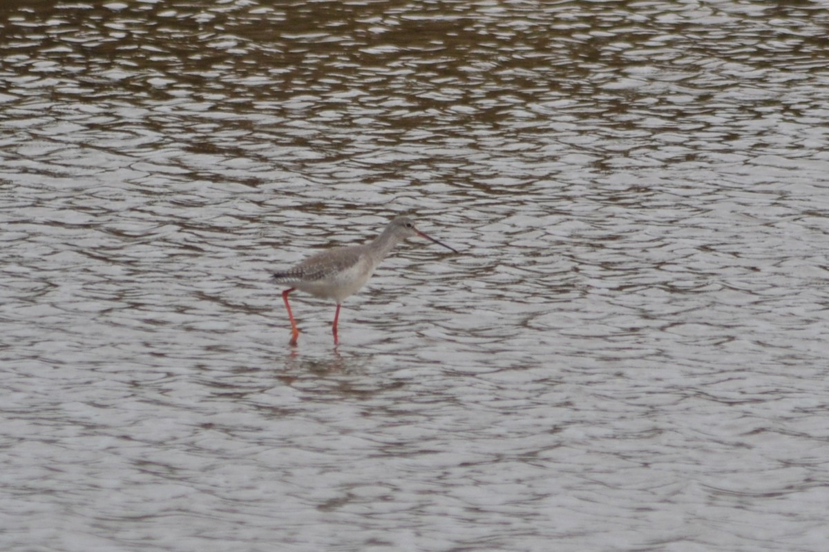 Spotted Redshank - ML515875801