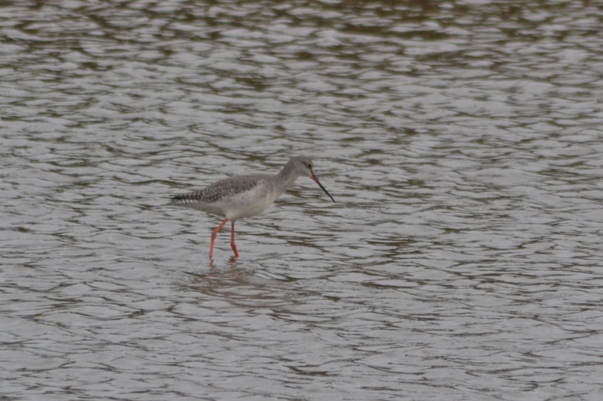Spotted Redshank - ML515875841