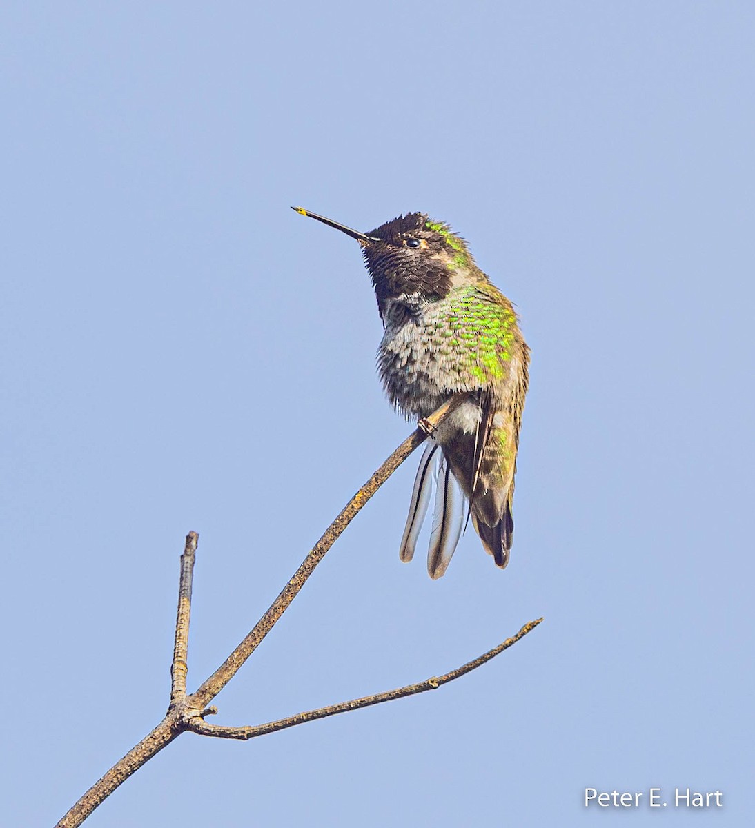 Anna's Hummingbird - ML515877231