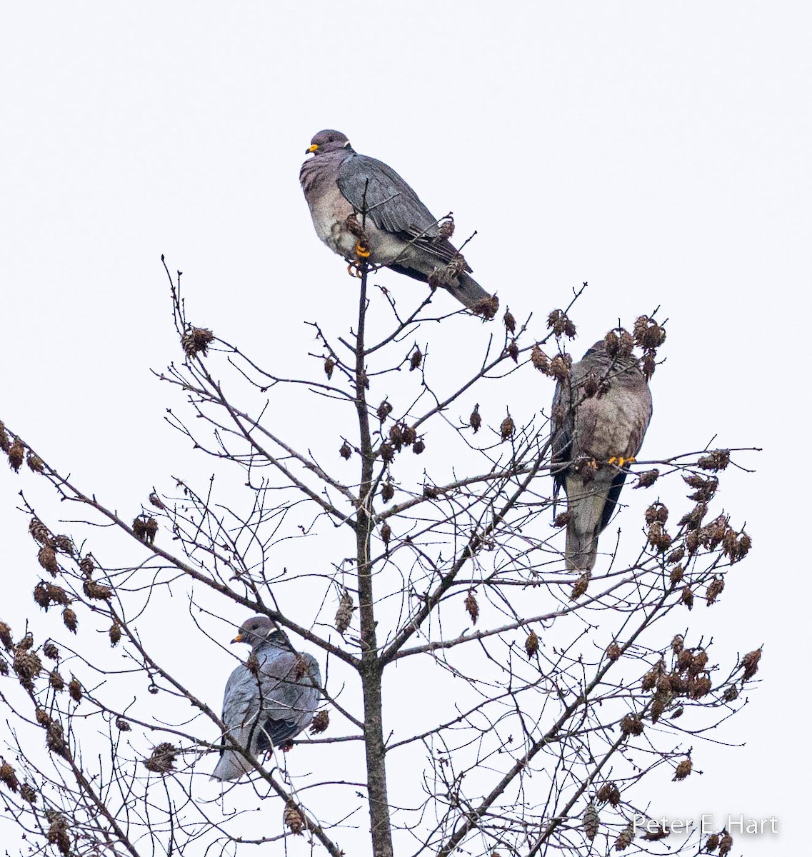 Band-tailed Pigeon - Peter Hart