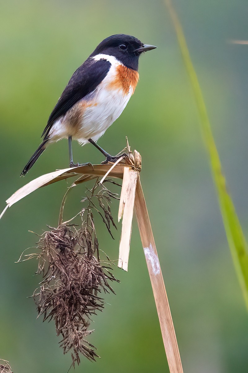 African Stonechat - ML515885441
