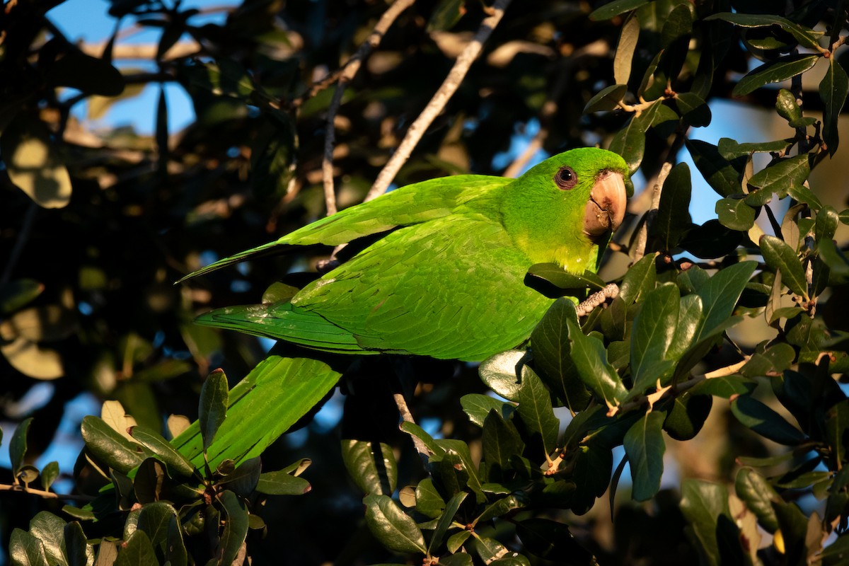 Green Parakeet - Henrey Deese