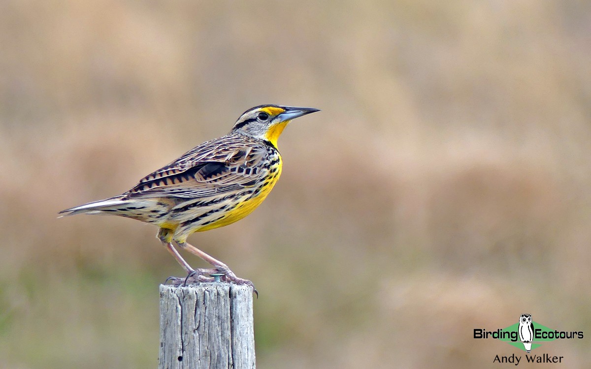 Eastern Meadowlark - Andy Walker - Birding Ecotours