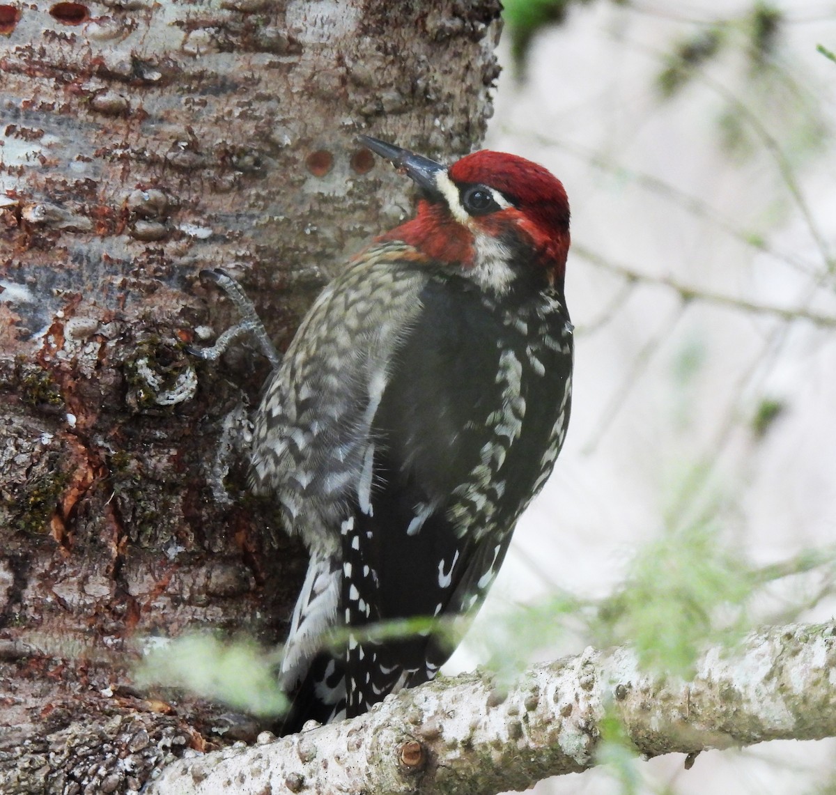 Red-naped x Red-breasted Sapsucker (hybrid) - ML515893441