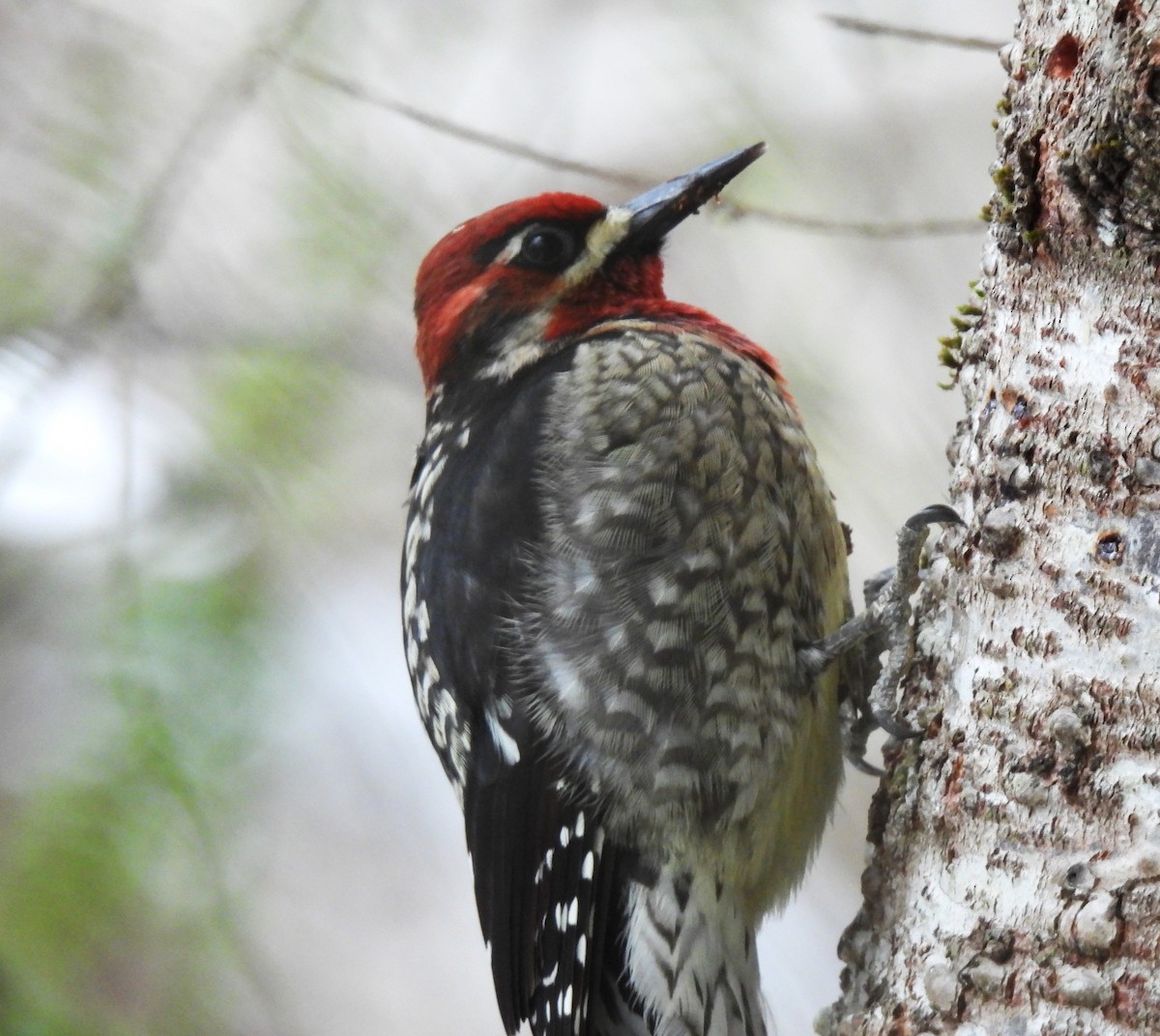 Red-naped x Red-breasted Sapsucker (hybrid) - ML515893461