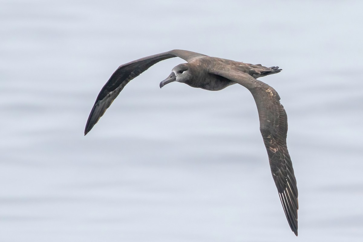 ML515895581 - Black-footed Albatross - Macaulay Library