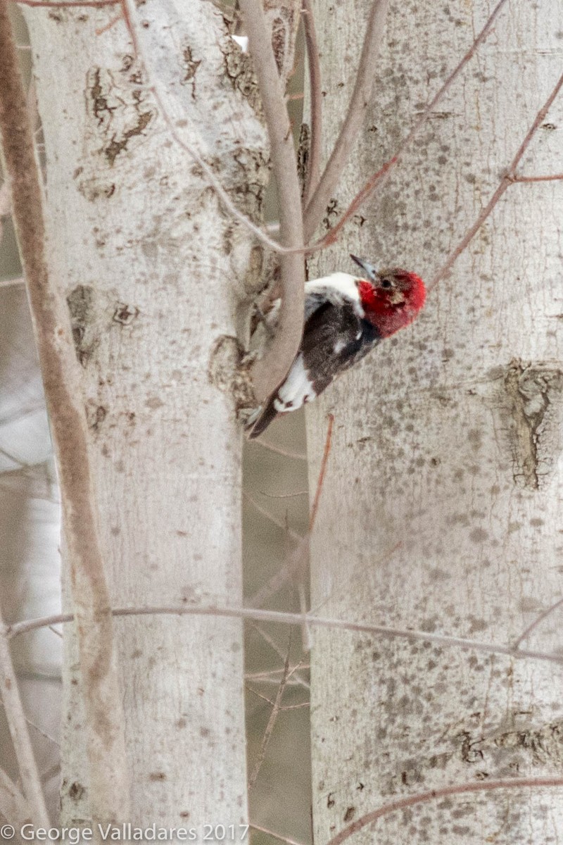 Red-headed Woodpecker - George Valladares