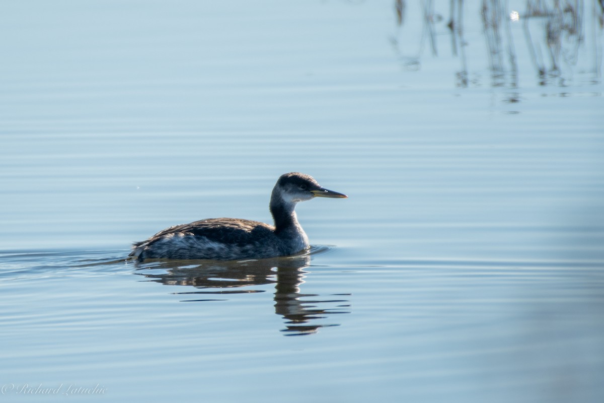 Red-necked Grebe - ML515899301